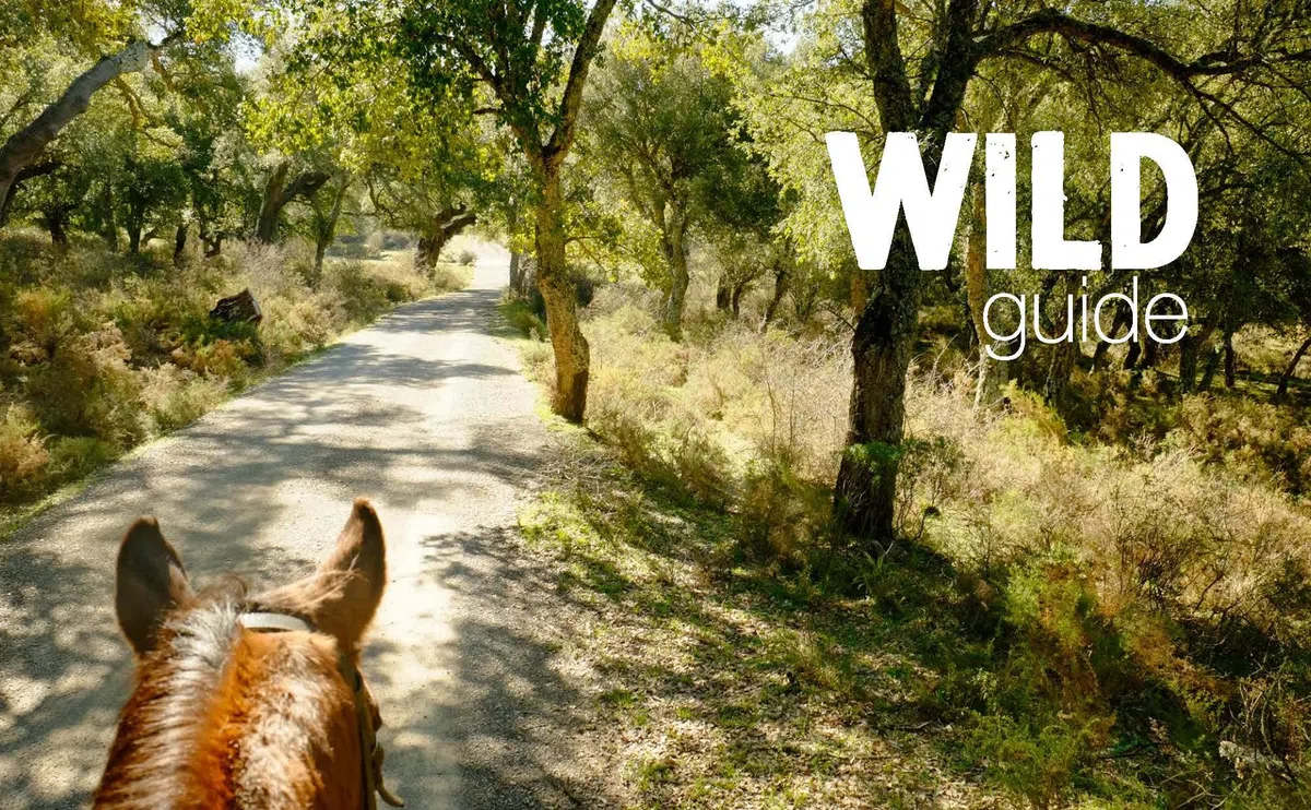 Wild Guide Andalucia: Hidden places, great adventures and the good life in southern Spain