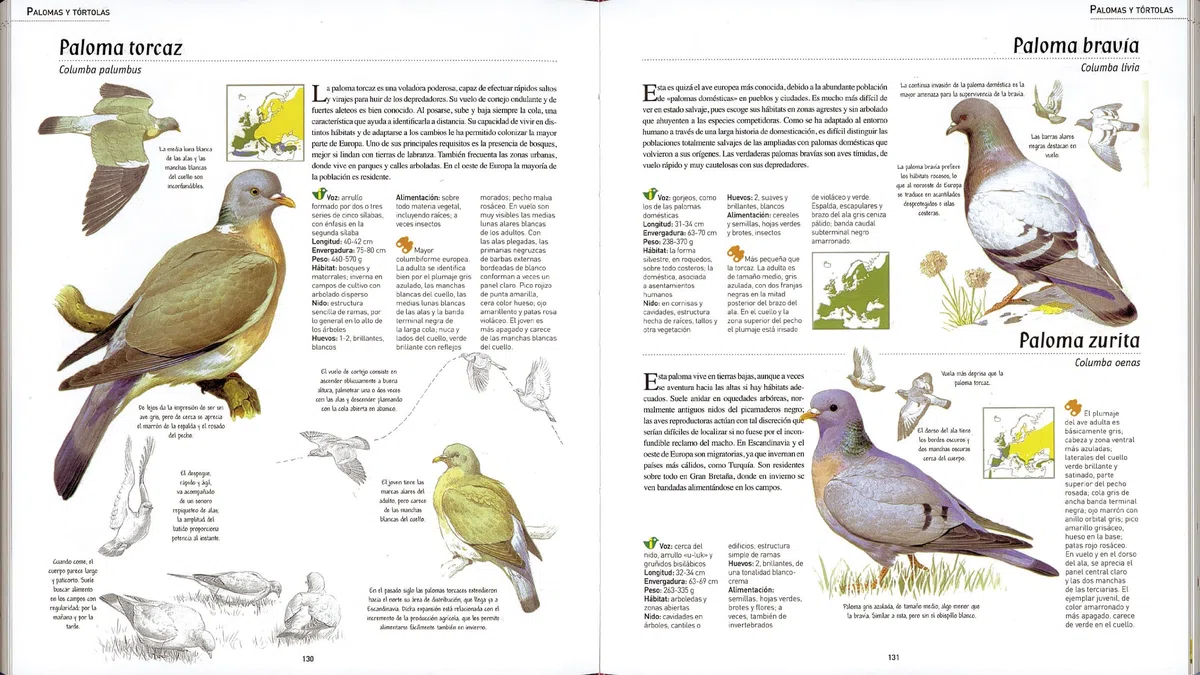 Las aves de España y Europa (con CD) (Atlas Ilustrado)