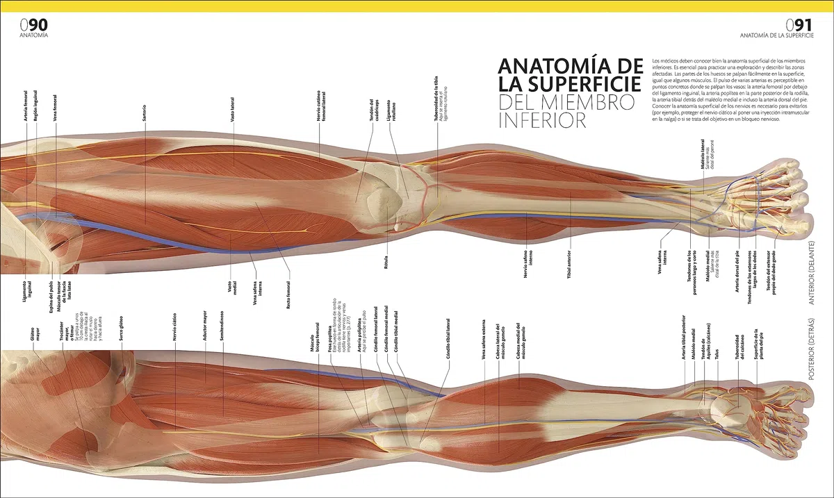 El gran libro del cuerpo humano. Edición actualizada y ampliada: La guía visual definitiva (Enciclopedia visual)