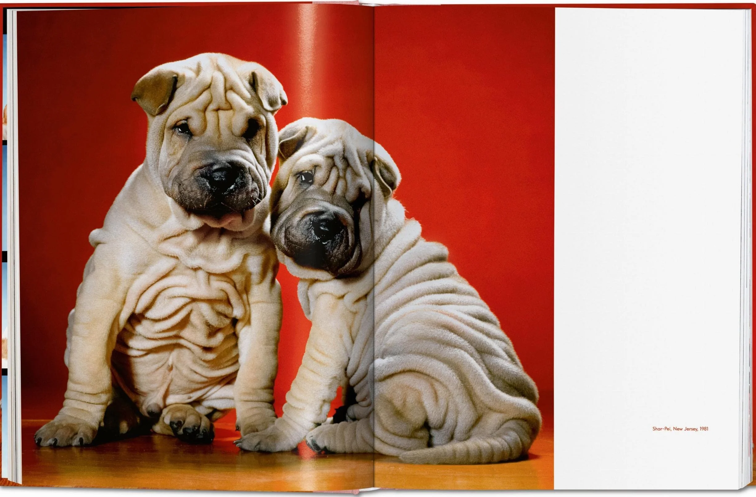 Chandoha, Dogs (trilingüe): Dogs. Photographs 1941–1991 (Photography Book)