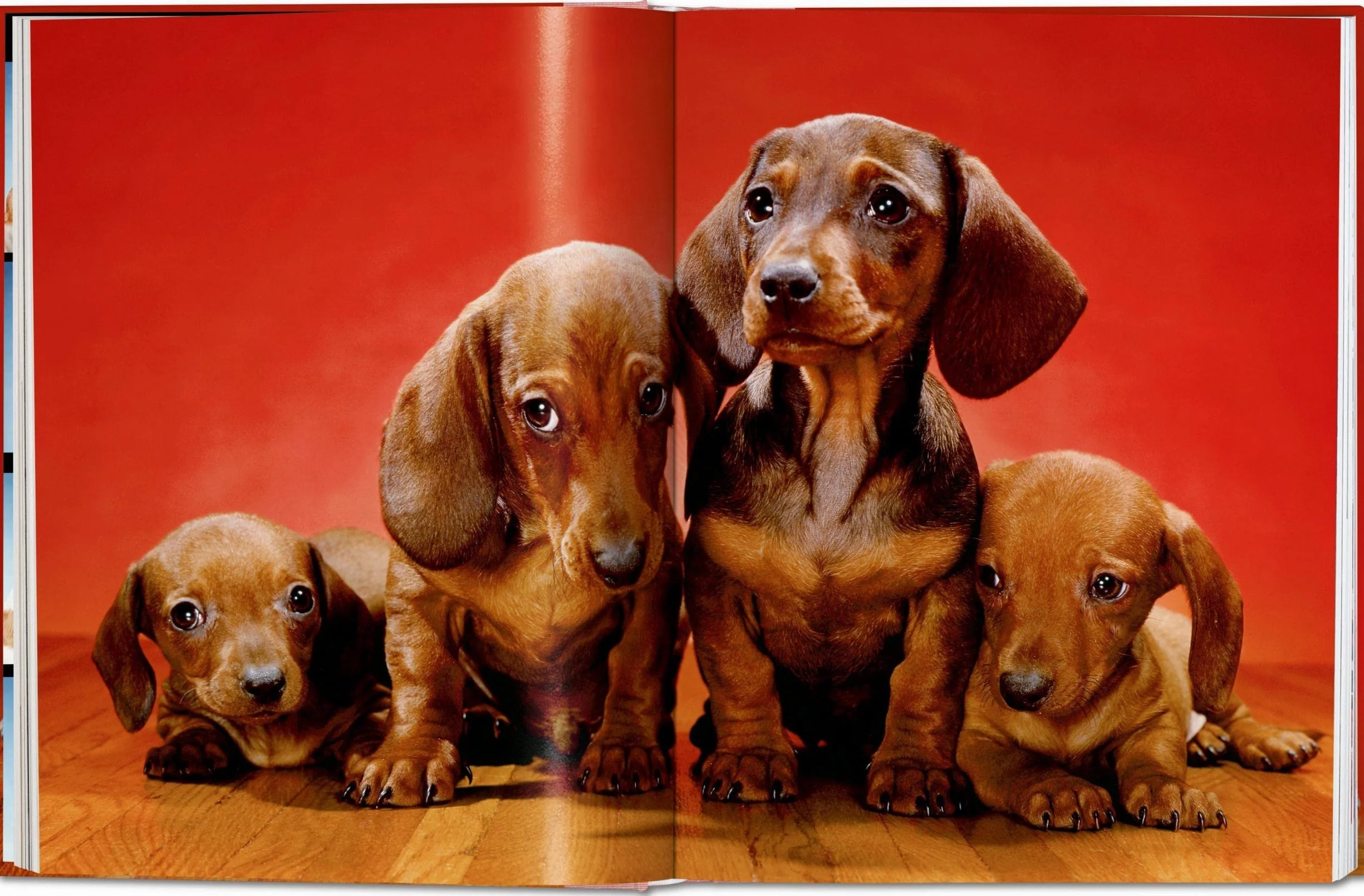 Chandoha, Dogs (trilingüe): Dogs. Photographs 1941–1991 (Photography Book)