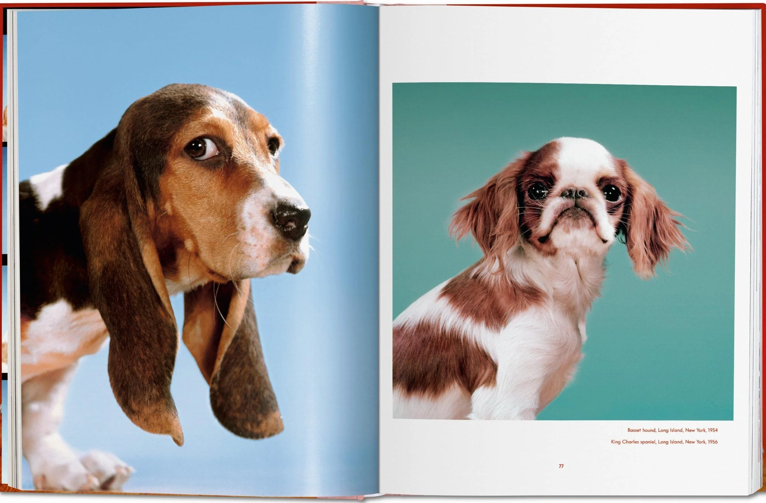 Chandoha, Dogs (trilingüe): Dogs. Photographs 1941–1991 (Photography Book)