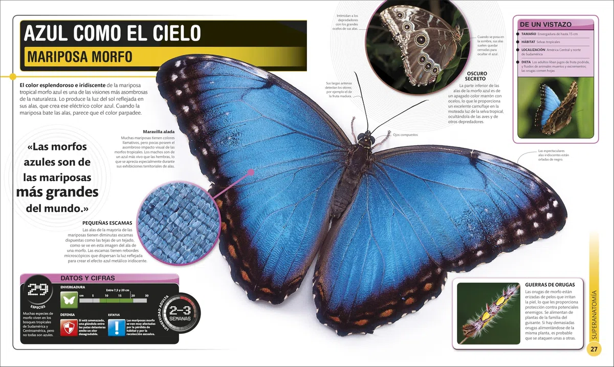 Superinsectos (Súper): y otros artrópodos rápidos, mortales y espeluznantes (Enciclopedia visual juvenil)